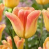 Tulip Switch 11/12cm 2 Tulip Switch 11/12cm -Plant Flower Store Tulip Switch 11 12cm 0008606 29873.1623343834