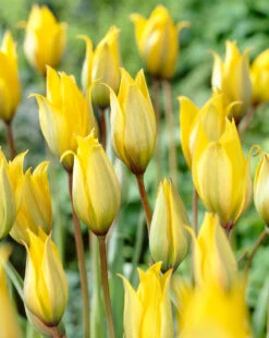 Tulip Sylvestris 5/6cm Tulipa 7 Tulip Sylvestris 5/6cm Tulipa -Plant Flower Store Tulip Sylvestris 5 6cm 0009283 2 23754.1623343920