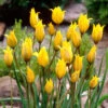 Tulip Sylvestris 5/6cm Tulipa -Plant Flower Store Tulip Sylvestris 5 6cm 0009283 3 97540.1655378131