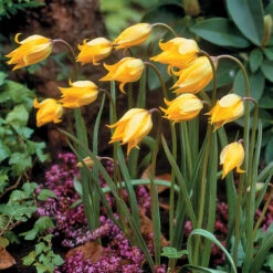 Tulip Sylvestris 5/6cm Tulipa 9 Tulip Sylvestris 5/6cm Tulipa -Plant Flower Store Tulip Sylvestris 5 6cm 0009283 4 75779.1655378131
