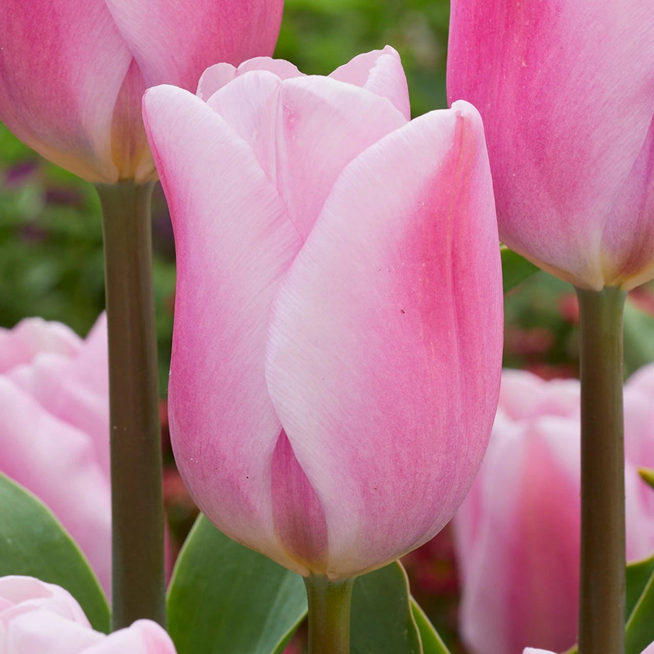 Tulip Synaeda Amor Triumph Tulip 'Synaeda Amor' 4 Tulip Synaeda Amor Triumph Tulip 'Synaeda Amor' - Image 2