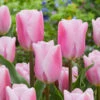 Tulip Synaeda Amor Triumph Tulip 'Synaeda Amor' -Plant Flower Store Tulip Synaeda Amor 0014712 84651.1687861912