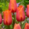 Tulip Temple Of Beauty Tulipa