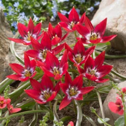 Tulip Tiny Timo 5/6cm Tulipa