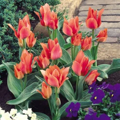 Tulip Toronto (Saver Sized Bulbs) Tulipa -Plant Flower Store Tulip Toronto 0000798 2 21085.1628089890