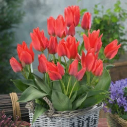 Tulip Toronto (Saver Sized Bulbs) Tulipa