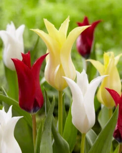 Tulip Tres Chic (Saver Sized Bulbs) -Plant Flower Store Tulip Tres Chic 10 11cm 0009282 3 83059.1623343889