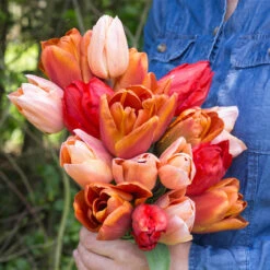 Tulip Triple-Bouquet Collection Tulip Triple-Bouquet Collection -Plant Flower Store Tulip Triple Bouquet Collection 1021429 2 71847.1654848911