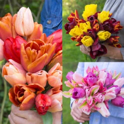 Tulip Triple-Bouquet Collection Tulip Triple-Bouquet Collection