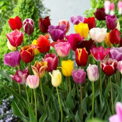 Tulip Triumph Mixed Tulips (Saver Sized Bulbs) Tulipa
