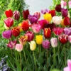 Tulip Triumph Mixed Tulips Tulipa -Plant Flower Store Tulip Triumph Mixed Tulips 11 12cm 0003238 5 10420.1655382095