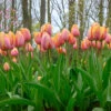 Tulip Tropical Impression Tulipa 'Tropical Impression' -Plant Flower Store Tulip Tropical Impression 0014701 72546.1687937737