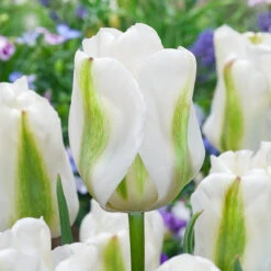 Tulip Twilight Princess