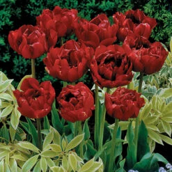 Tulip Uncle Tom Tulipa -Plant Flower Store Tulip Uncle Tom 0002700 3 65042.1628518142