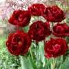 Tulip Uncle Tom Tulipa -Plant Flower Store Tulip Uncle Tom 0002700 71590.1628518141