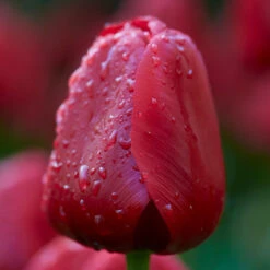 Tulip Unique De France Triumph Tulip 'Unique De France'