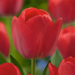 Tulip Van Eijk Tulipa