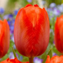 Tulip Van Eijk Collection 11 Tulip Van Eijk Collection -Plant Flower Store Tulip Van Eijk Collection 1021365 4 31283.1687764956