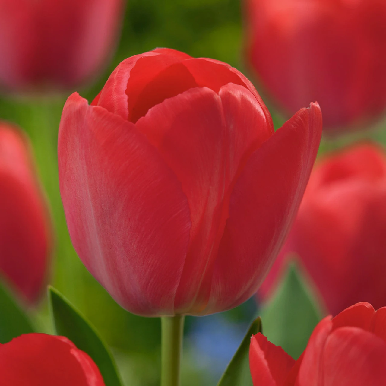 Tulip Van Eijk Collection 4 Tulip Van Eijk Collection - Image 2