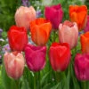 Tulip Van Eijk Mixed
