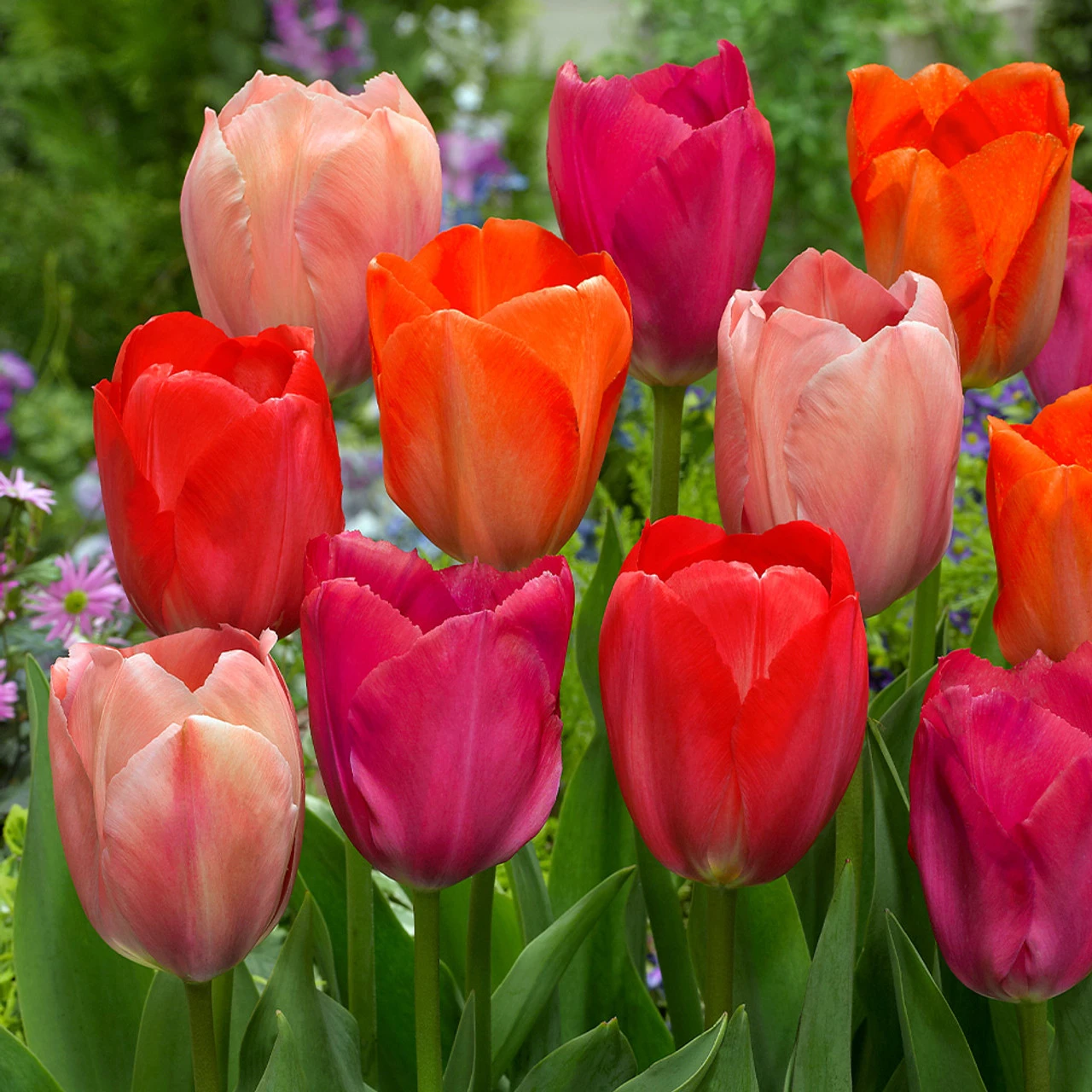 Tulip Van Eijk Mixed 3 Tulip Van Eijk Mixed