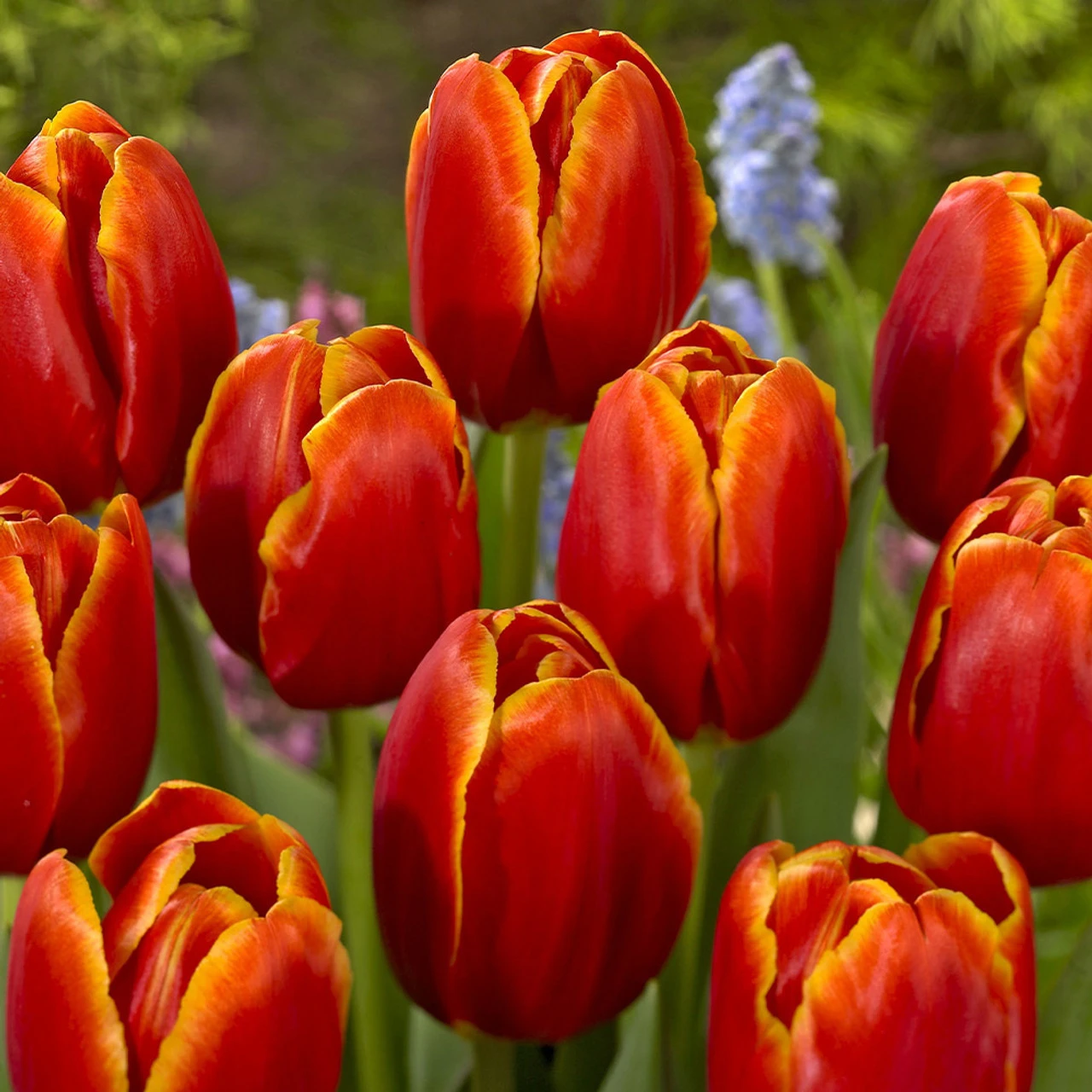 Tulip Verandi & Narcissus Falconet Collection Tulip Verandi & Narcissus Falconet Collection 4 Tulip Verandi & Narcissus Falconet Collection Tulip Verandi & Narcissus Falconet Collection - Image 2