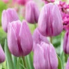 Tulip Violet Beauty 11-12cm Tulipa 2 Tulip Violet Beauty 11-12cm Tulipa -Plant Flower Store Tulip Violet Beauty 0003022 51275.1628520901