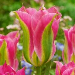 Tulip Viridichic Tulipa