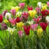Tulip Viridiflora Mixed (Saver Sized Bulbs) Tulipa -Plant Flower Store Tulip Viridiflora Mixed 0000981 14350.1655106060