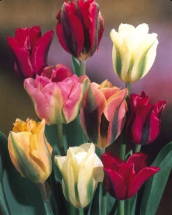 Tulip Viridiflora Mixed (Saver Sized Bulbs) Tulipa -Plant Flower Store Tulip Viridiflora Mixed 10 11cm 0000981 3 76959.1623343313