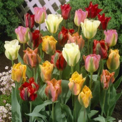 Plant Flower Store 23 Plant Flower Store -Plant Flower Store Tulip Viridiflora Mixed 10 11cm 0000981 4 48506.1655106061