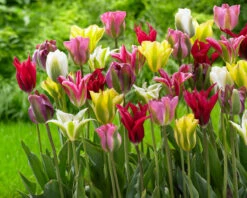 Tulip Viridiflora Mixed Tulipa