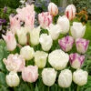 Tulip White Blend Mixed Tulipa