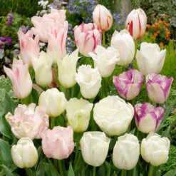 Tulip White Blend Mixed Tulipa