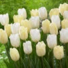 Tulip White Flag (Saver Sized Bulbs) Tulipa White Flag