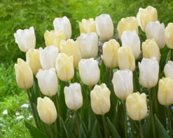 Tulip White Flag (Saver Sized Bulbs) Tulipa White Flag