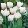 Tulip White Parrot Tulipa