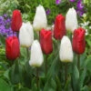 Tulip White Prince (Saver Sized Bulbs) -Plant Flower Store Tulip White Prince 10 11cm 0013019 2 32186.1661499866