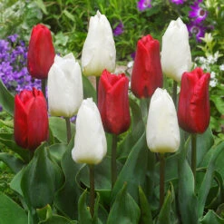 Tulip White Prince (Saver Sized Bulbs)