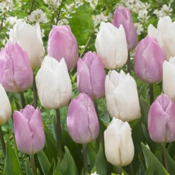Tulip White Prince (Saver Sized Bulbs) -Plant Flower Store Tulip White Prince 10 11cm 0013019 3 69669.1654867661