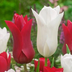 Tulip White Triumphator Tulipa -Plant Flower Store Tulip White Triumphator 0002866 2 05446.1628516059