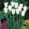 Tulip White Triumphator Tulipa -Plant Flower Store Tulip White Triumphator 0002866 66355.1628516059