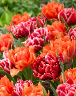 Tulip Willemsoord Tulipa -Plant Flower Store Tulip Willemsoord 11 12cm 0002664 3 69601.1623343488