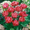 Tulip Willemsoord Tulipa -Plant Flower Store Tulip Willemsoord 11 12cm 0002664 43972.1623343484