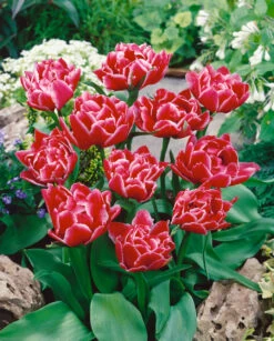 Tulip Willemsoord Tulipa