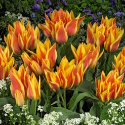 Tulip Winnipeg Greigii Tulip 'Winnipeg' -Plant Flower Store Tulip Winnipeg 0014697 2 85509.1687937019