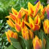 Tulip Winnipeg Greigii Tulip 'Winnipeg' -Plant Flower Store Tulip Winnipeg 0014697 63143.1687937019