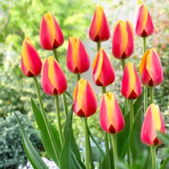 Tulip World Peace Tulip World Peace