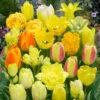 Tulip Yellow Blend Mixed Tulipa -Plant Flower Store Tulip Yellow Blend Mixed 0014243 40067.1662104983