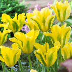 Tulip Yellow Spring Green Tulipa